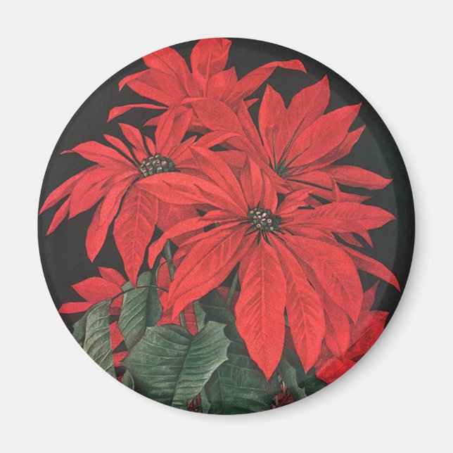 Vintage jul Red Poinsettia Plants Flowers Magnet (Framsidan)