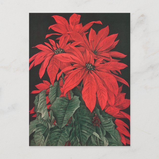 Vintage jul Red Poinsettia Plants Flowers Vykort (Framsida)