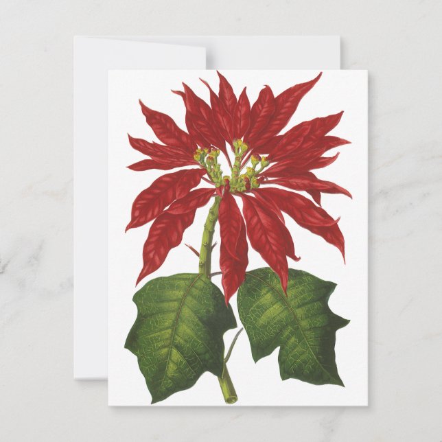 Vintage jul, Red Poinsettia Winter Plant Julkort (Framsida)