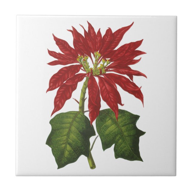 Vintage jul, Red Poinsettia Winter Plant Kakelplatta (Framsidan)