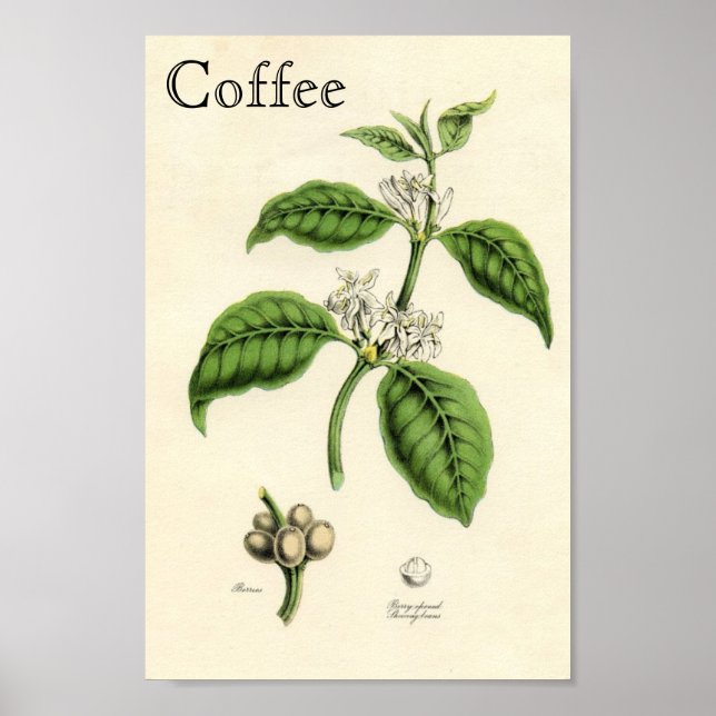 Vintage Kaffefabrik Poster (Framsidan)