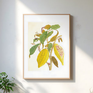 Vintage Kakaoväxt Botanisk Illustration Poster
