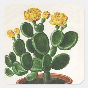 Vintage kaktusblommor, suckulenta kaktusväxter fyrkantigt klistermärke