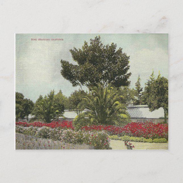 Vintage Kalifornien Vykort (Framsida)