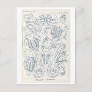 Vintage kammaneter av Haeckel Vykort
