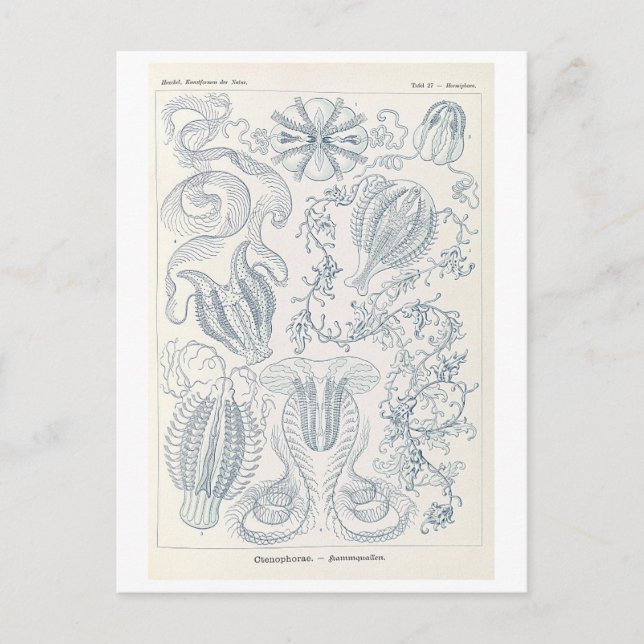 Vintage kammaneter av Haeckel Vykort (Framsida)