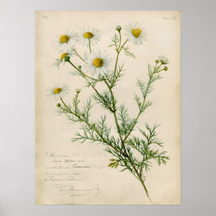 Vintage Kamomill Botanisk Konstillustration Poster