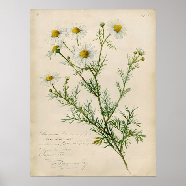 Vintage Kamomill Botanisk Konstillustration Poster (Framsidan)