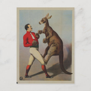 Vintage Kangaroo Boxing Sideshow Vykort