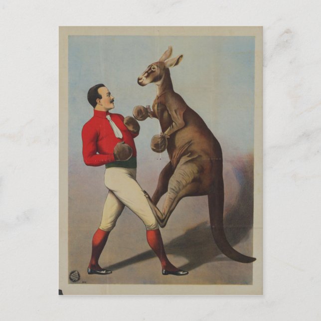 Vintage Kangaroo Boxing Sideshow Vykort (Framsida)