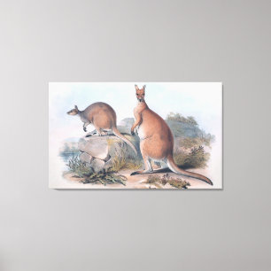 Vintage Kangaroos Canvastryck