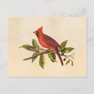 Vintage Kardinal Sång Bird Illustration - 1 800-ta Vykort