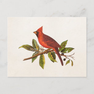 Vintage Kardinal Sång Bird Illustration - 1 800-ta Vykort