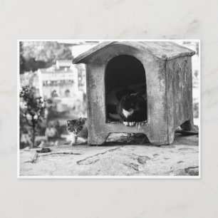 Vintage katter b/w vykort