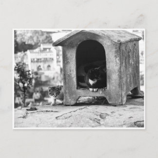 Vintage katter b/w vykort