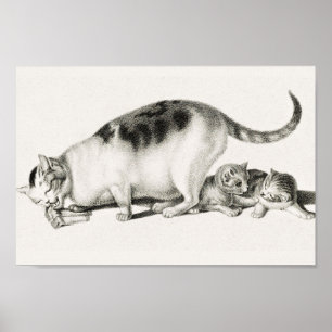 Vintage - kattillustration poster