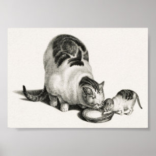 Vintage - kattillustration poster