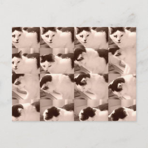 Vintage Kattunge/svartvitt foto Vykort