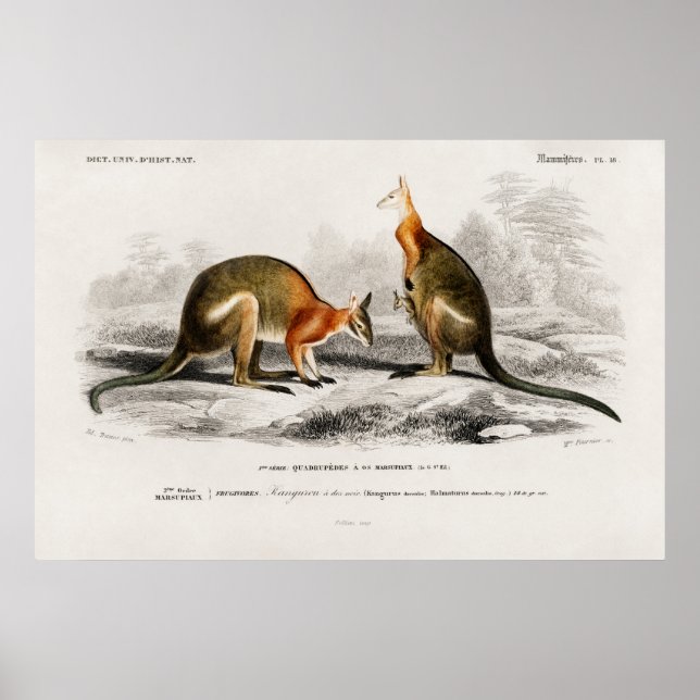 Vintage Kenguru Illustration Poster (Framsidan)