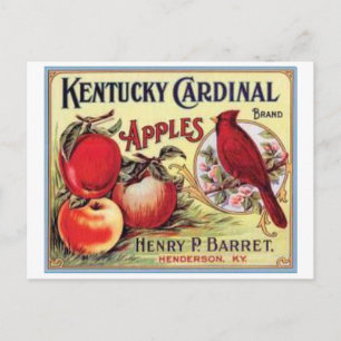 Vintage Kentucky Cardinal Apples, Henry P Barret Vykort
