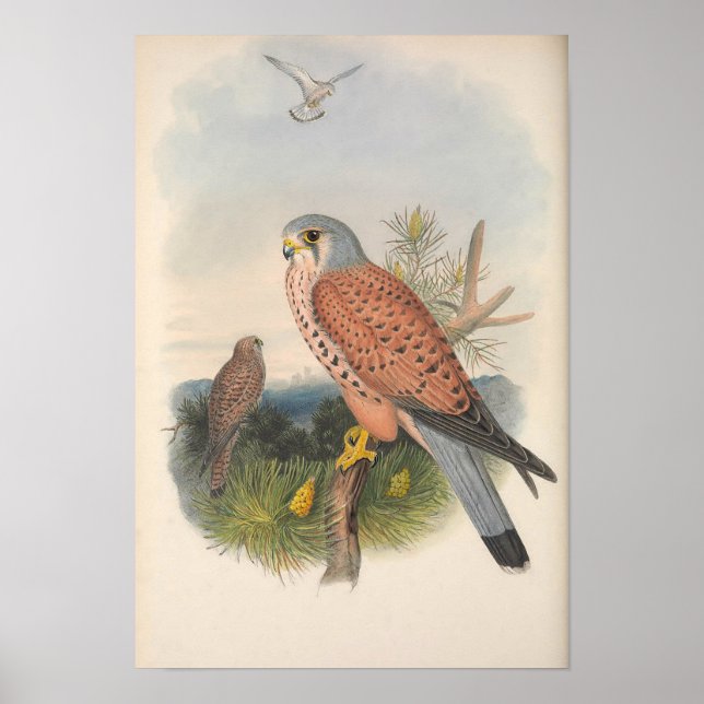 Vintage Kestrel Falcon Bird Poster (Framsidan)