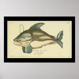 Vintage Killer Whale Orca Skriv ut Poster