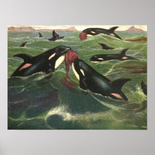 Vintage Killer Whales eller Orcas, marina däggdjur Poster