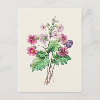 Vintage kinesiska Primrose Botanical Illustration Vykort