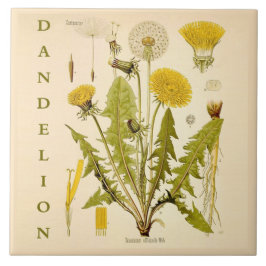 Vintage Kitchen Art: Dandelion Flower Leaves Herb Kakelplatta