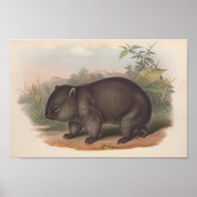 Vintage Koala Illustration Poster (Framsidan)