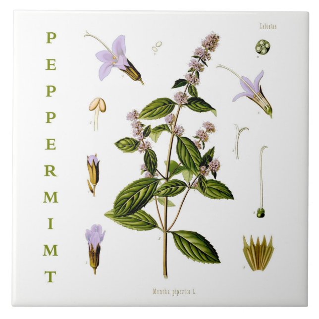 Vintage kök: Pepparmynta mint växt blommor Kakelplatta (Framsidan)