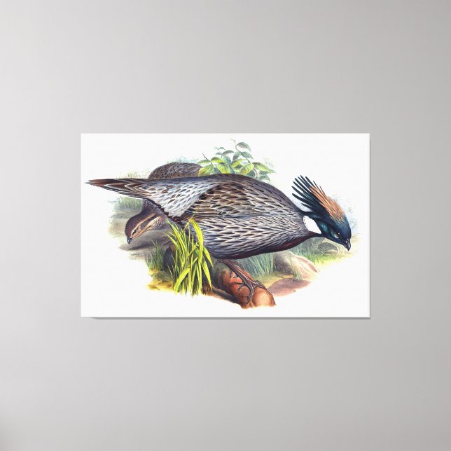 Vintage Koklass Pheasant Bird Canvastryck (Framsida)