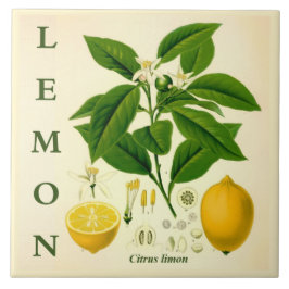 Vintage kökskonst: Citron Citrusträd blommor Kakelplatta