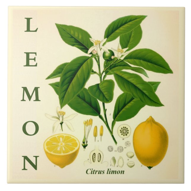 Vintage kökskonst: Citron Citrusträd blommor Kakelplatta (Framsidan)
