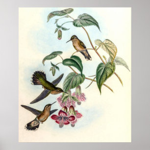 Vintage kolibrier av John Gould Poster