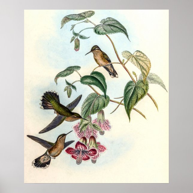 Vintage kolibrier av John Gould Poster (Framsidan)