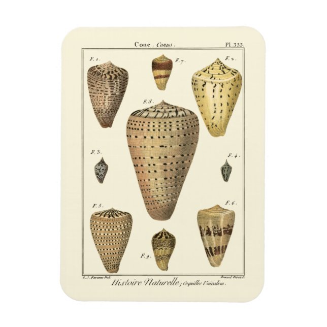 Vintage Kone-Snäckor Magnet (Vertikal)