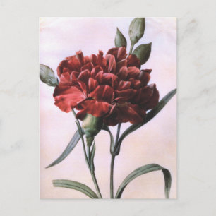 Vintage konst röd nejlikor blomma vykort