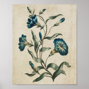 Vintage Konvolvulus-utskrift av botanisk Blommigt Poster