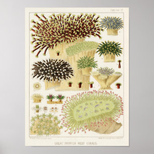 Vintage Koral Underbar Barrier Reef Fishes 13 Poster