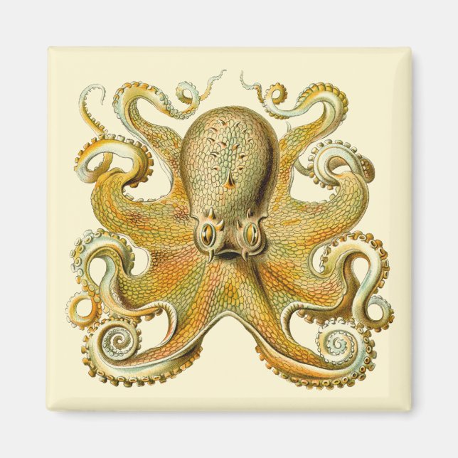 Vintage Kraken, Octopus Gamochonia, Ernst Haeckel Magnet (Framsidan)