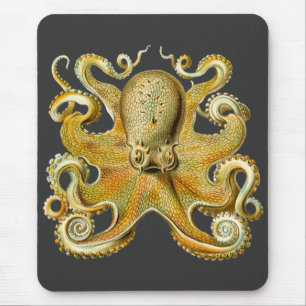 Vintage Kraken, Octopus Gamochonia, Ernst Haeckel Musmatta