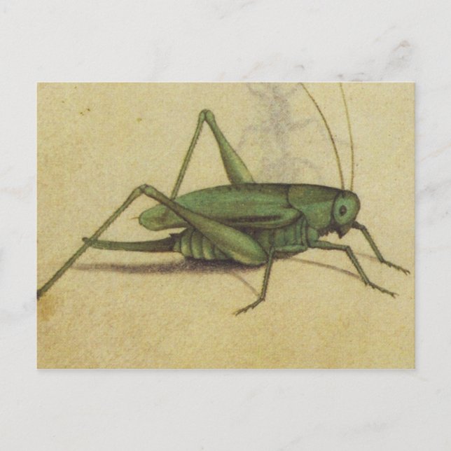 Vintage Kryp Cricket Insekt Postcard Vykort (Framsida)