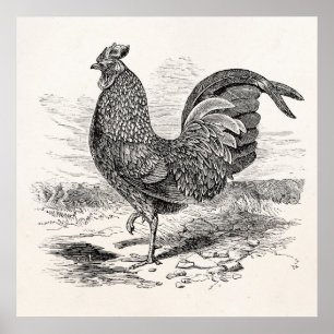 Vintage Kulm Fowl Tupp Chicken - Chickens Hen Poster
