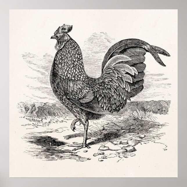 Vintage Kulm Fowl Tupp Chicken - Chickens Hen Poster (Framsidan)