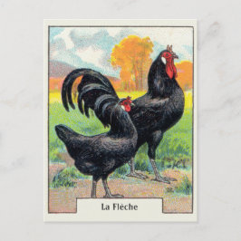 Vintage La Fleche Chicken Vykort