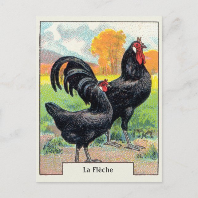 Vintage La Fleche Chicken Vykort (Framsida)