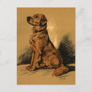 Vintage Labrador Vykort