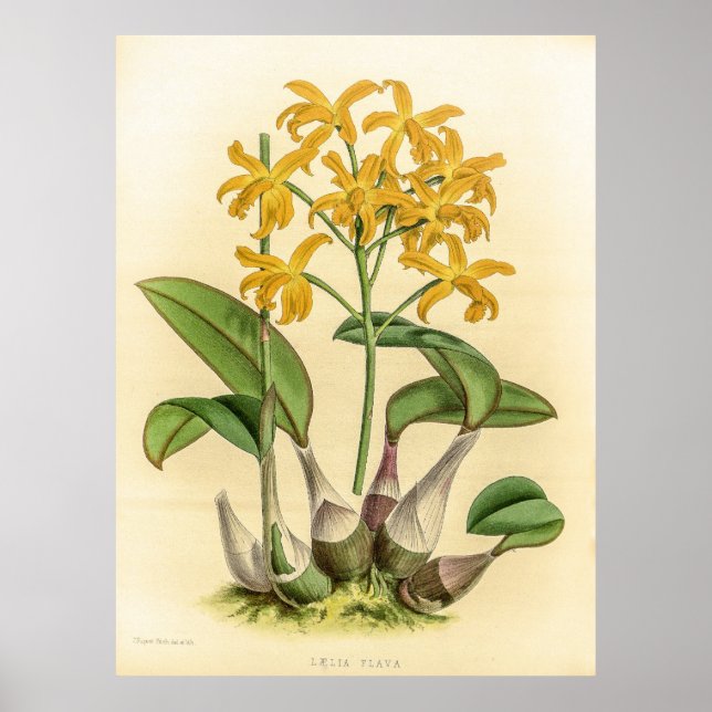 Vintage Laelia Flava Orchid Flower Poster (Framsidan)