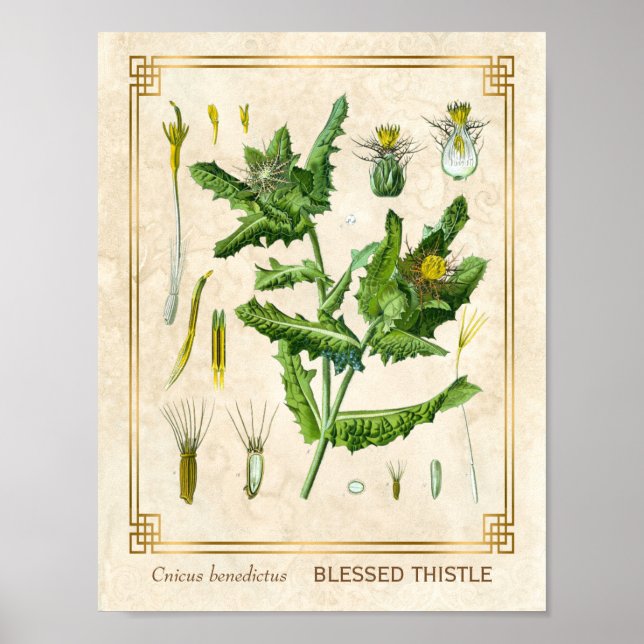 Vintage Läkemedelsblomma Tistle Botaniska Poster (Framsidan)
